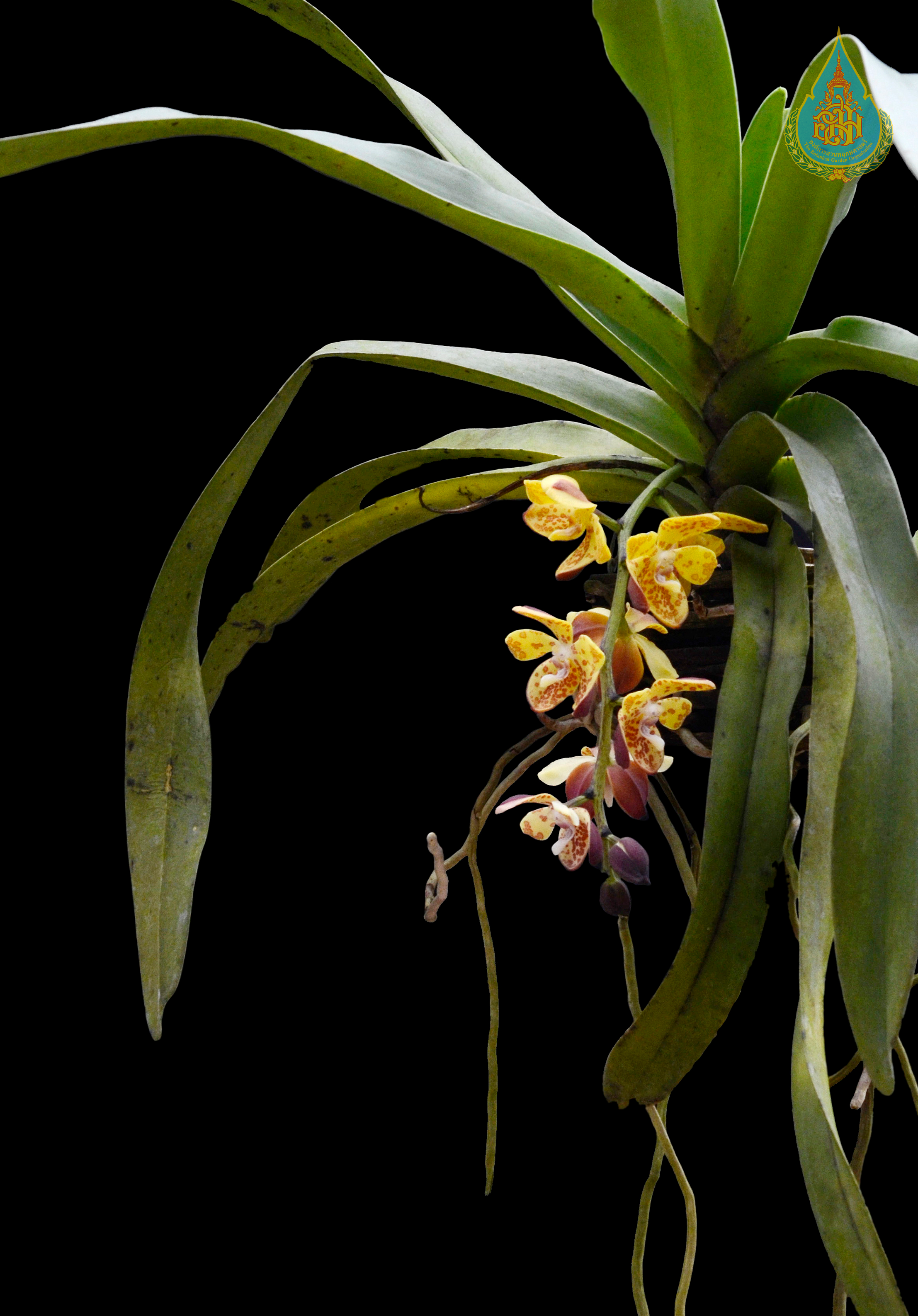 พญาฉัททันต์ Vandopsis gigantea (Lindl.) Pfitzer<br/>ORCHIDACEAE